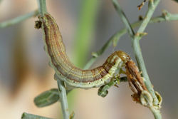 Schinia scarlatina larva