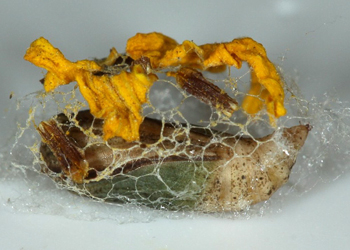Synchlora sp.1 cocoon
