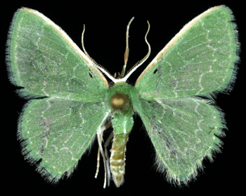 Synchlora sp.1 male