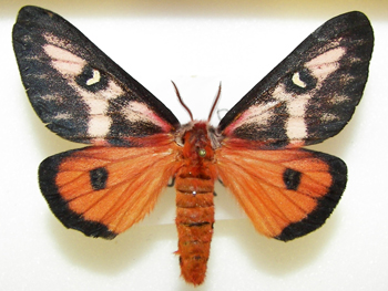 Hemileuca electra female