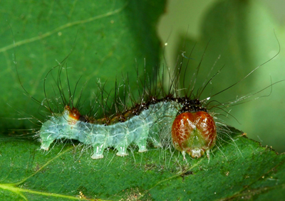 Acronicta radcliffei Penultimate stage