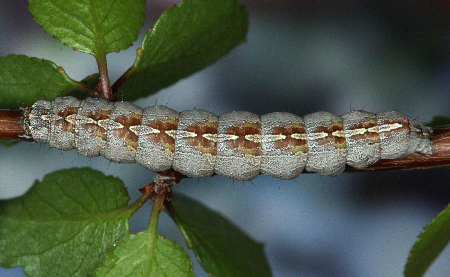 Sympistis bakeri Larva