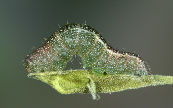 Cobubatha dividua larva