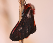 Hemileuca electra melanic