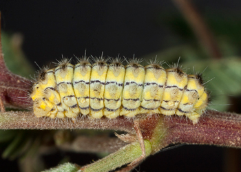 Neoilliberis fusca larva lateral