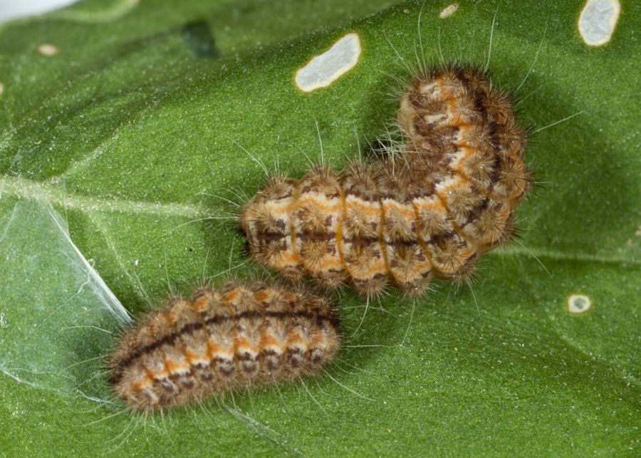 Triprocris yampai larvae