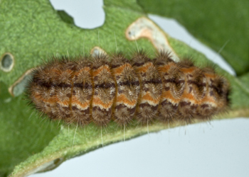 Triprocris yampai larva