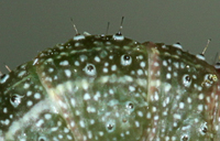 Cobubatha dividua morph